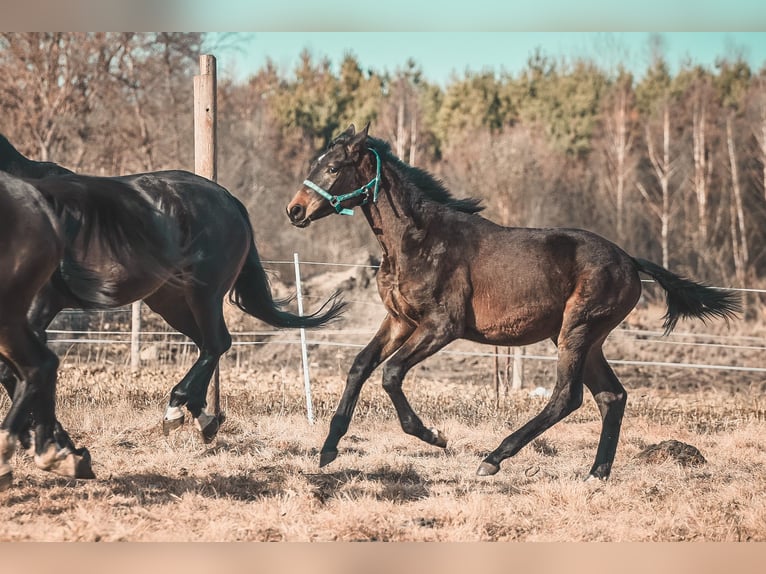 Oldenburg Stallion 1 year 17 hh Bay-Dark in Białogard