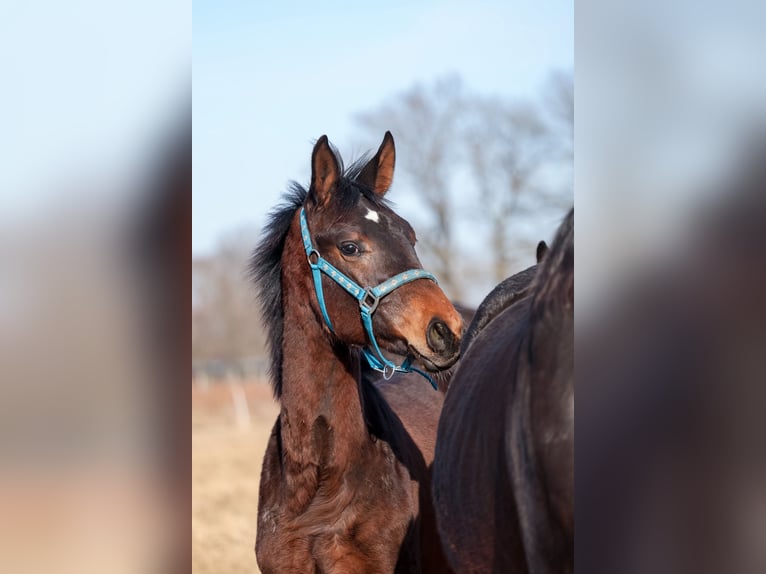 Oldenburg Stallion 1 year 17 hh Bay-Dark in Białogard