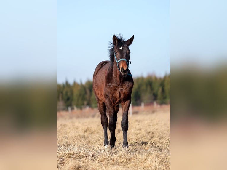 Oldenburg Stallion 1 year 17 hh Bay-Dark in Białogard