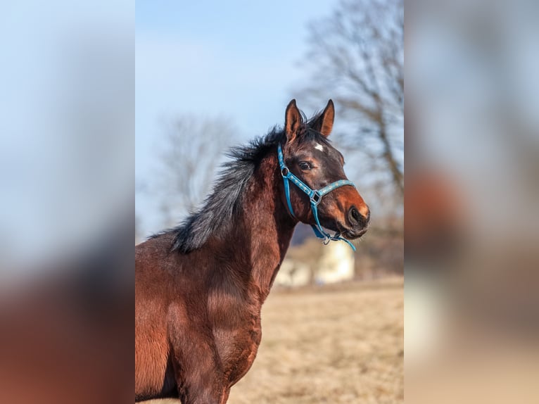 Oldenburg Stallion 1 year 17 hh Bay-Dark in Białogard