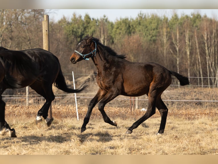 Oldenburg Stallion 1 year 17 hh Bay-Dark in Białogard