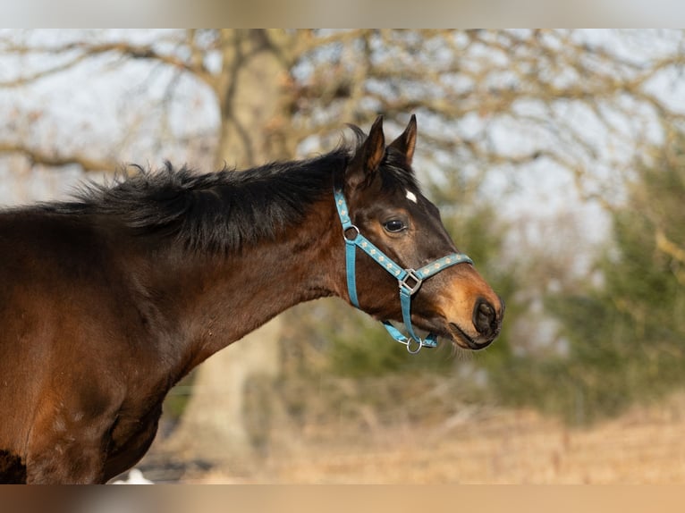 Oldenburg Stallion 1 year 17 hh Bay-Dark in Białogard