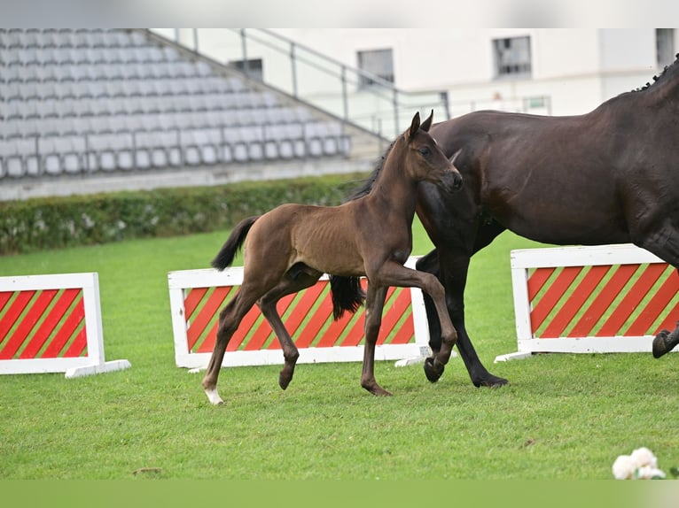 Oldenburg Stallion 1 year 17 hh Black in Löwenberger Land