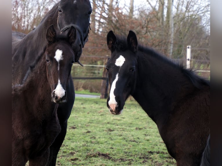 Oldenburg Stallion 1 year 17 hh Black in Bramsche