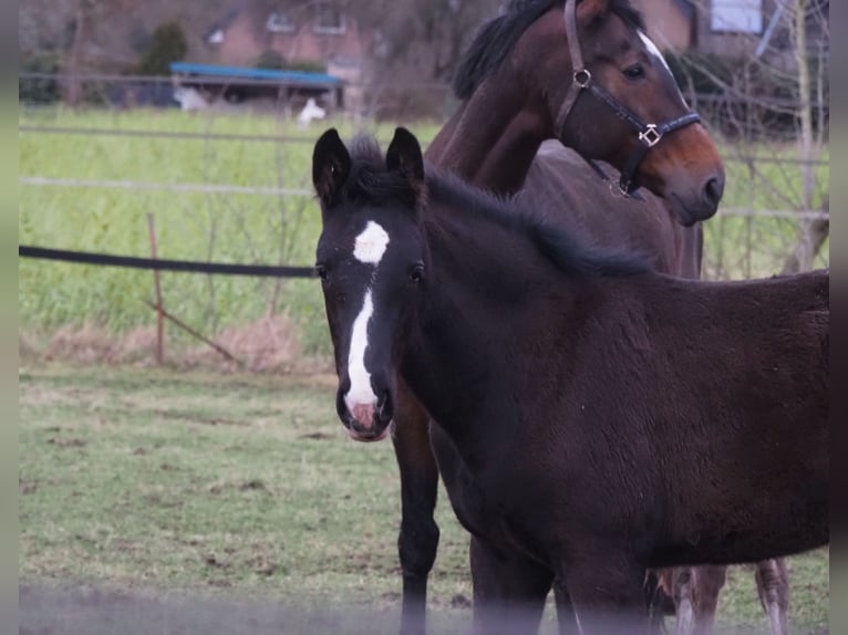 Oldenburg Stallion 1 year 17 hh Black in Bramsche