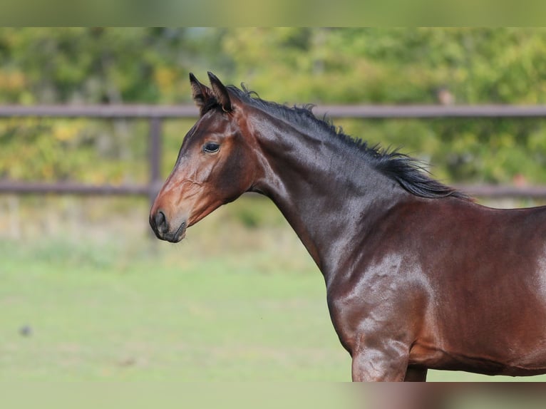 Oldenburg Stallion 1 year 17 hh Brown in Brytivka