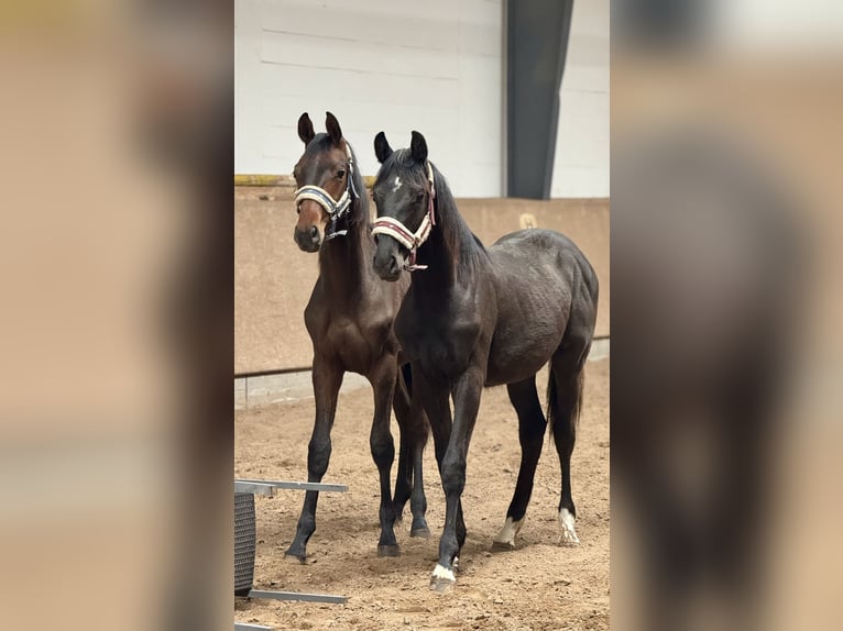 Oldenburg Stallion 1 year 17 hh Brown in Hermannsburg