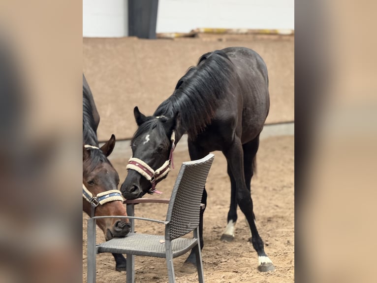 Oldenburg Stallion 1 year 17 hh Brown in Hermannsburg