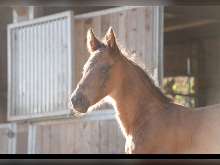 Oldenburg Stallion 1 year 17 hh Brown in Wedemark