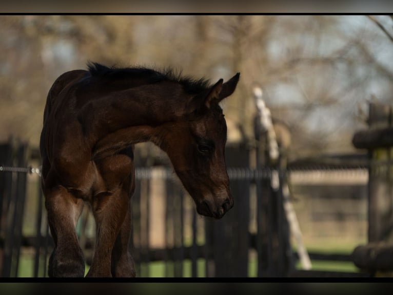 Oldenburg Stallion 1 year 17 hh Brown in Wedemark