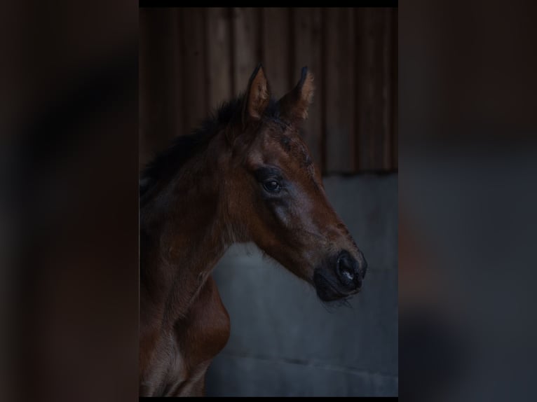 Oldenburg Stallion 1 year 17 hh Brown in Wedemark