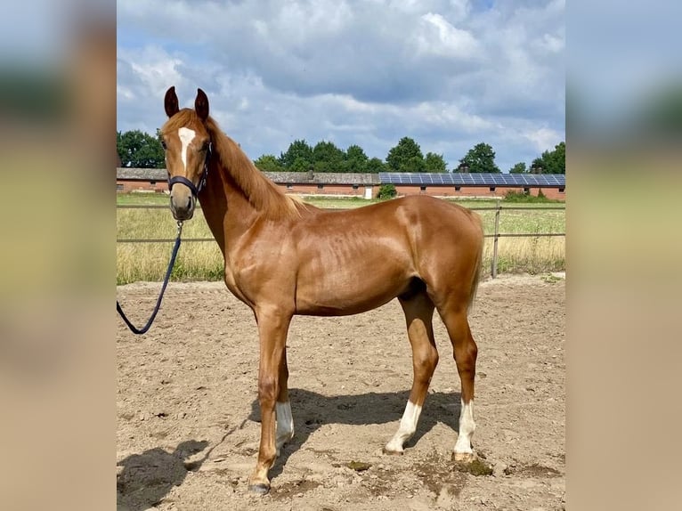 Oldenburg Stallion 1 year 17 hh Chestnut-Red in Steinfeld (Oldenburg)