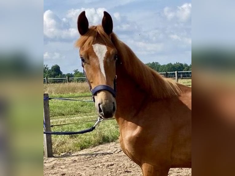 Oldenburg Stallion 1 year 17 hh Chestnut-Red in Steinfeld (Oldenburg)
