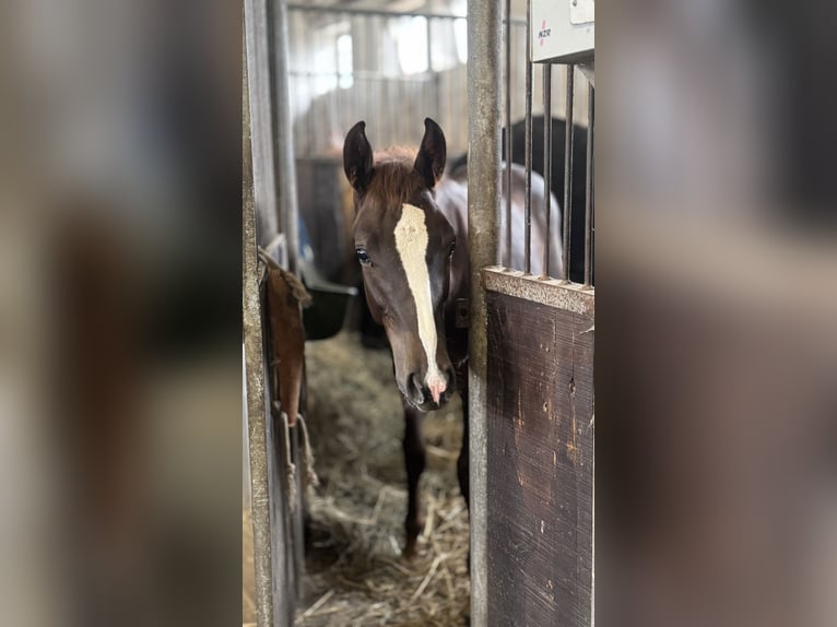 Oldenburg Stallion 1 year 17 hh Chestnut in Georgsmarienhütte