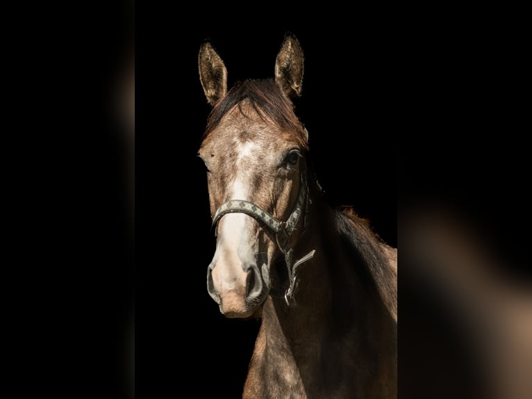 Oldenburg Stallion 1 year 17 hh Gray in Sadek