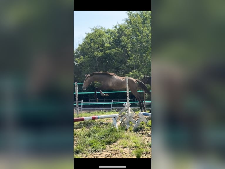 Oldenburg Stallion 1 year 17 hh Gray in Sadek