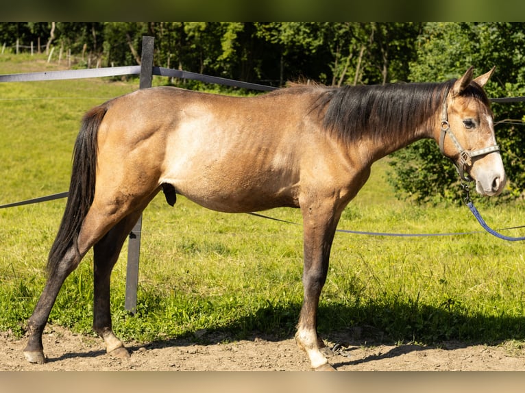 Oldenburg Stallion 1 year 17 hh Gray in Sadek