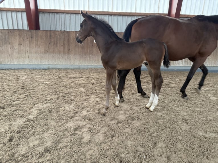 Oldenburg Stallion 1 year 17 hh Smoky-Black in BergBerg