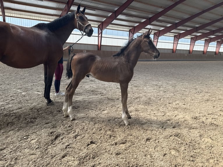 Oldenburg Stallion 1 year 17 hh Smoky-Black in BergBerg