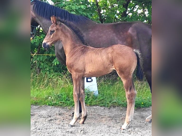 Oldenburg Stallion 1 year Bay-Dark in Butjadingen