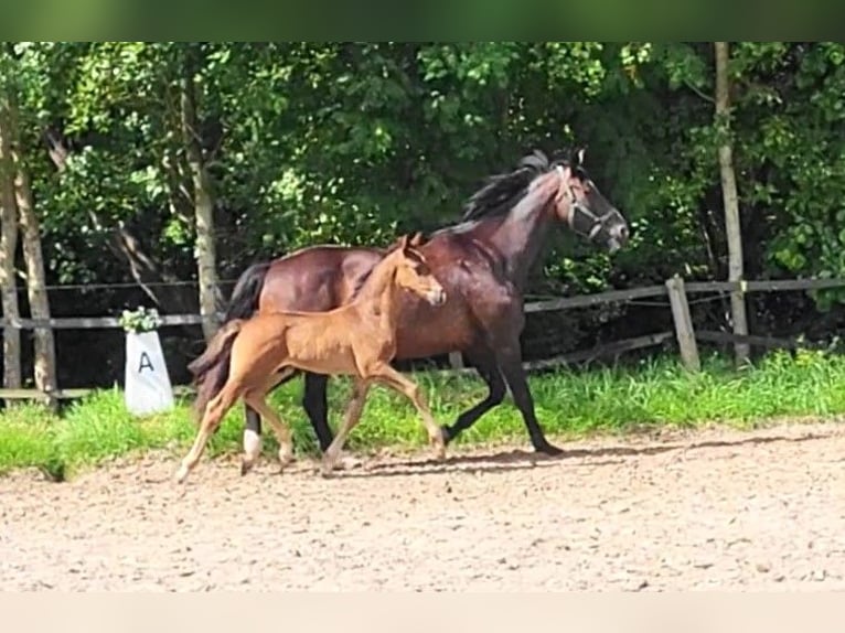 Oldenburg Stallion 1 year Bay-Dark in Butjadingen