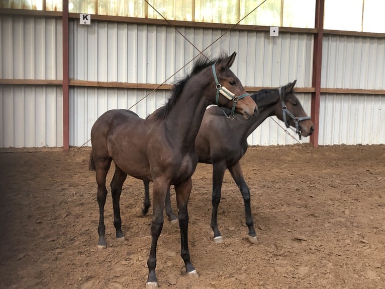 Oldenburg Stallion 1 year Bay-Dark in Hiddenhausen