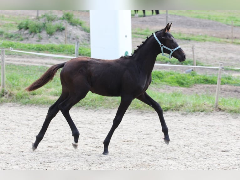 Oldenburg Stallion 1 year Bay-Dark in Pisek