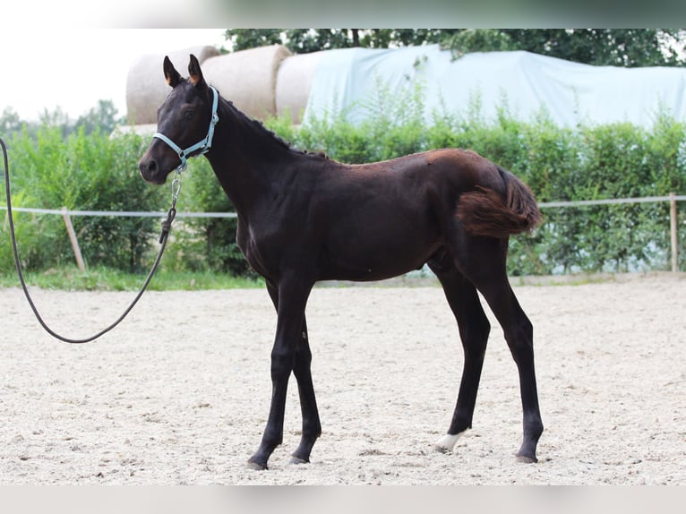 Oldenburg Stallion 1 year Bay-Dark in Pisek