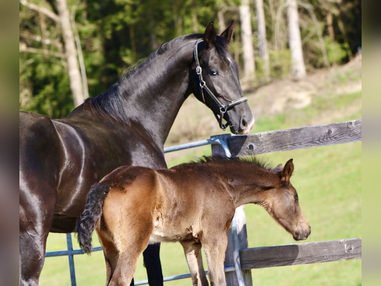 Oldenburg Stallion 1 year Bay-Dark in Waldhausen