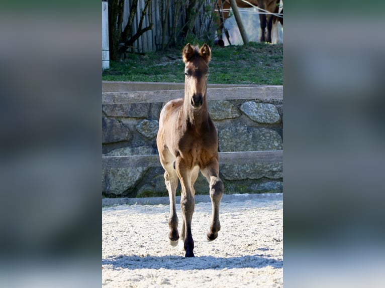 Oldenburg Stallion 1 year Bay-Dark in Waldhausen