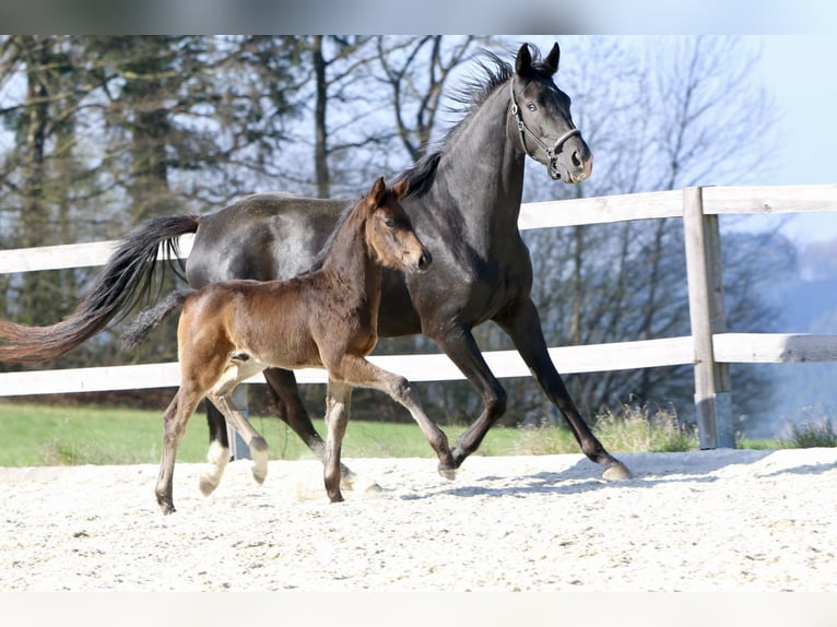 Oldenburg Stallion 1 year Bay-Dark in Waldhausen