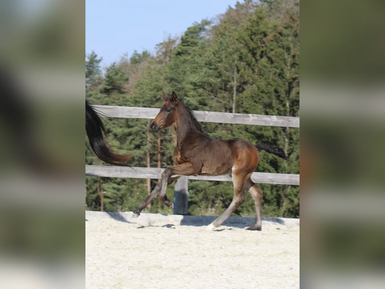 Oldenburg Stallion 1 year Bay-Dark in Waldhausen