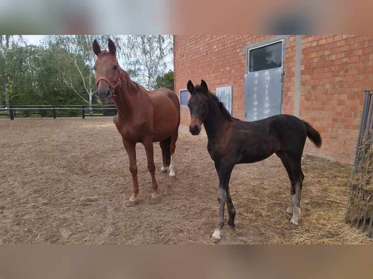 Oldenburg Stallion 1 year Bay-Dark in Lindhorst