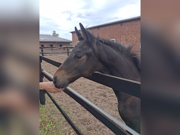 Oldenburg Stallion 1 year Bay-Dark in Lindhorst