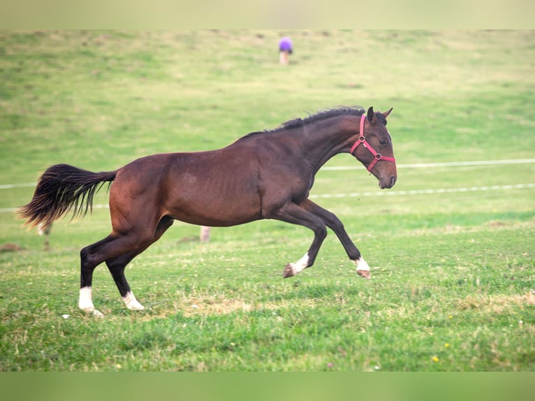 Oldenburg Stallion 1 year Bay-Dark in Milín