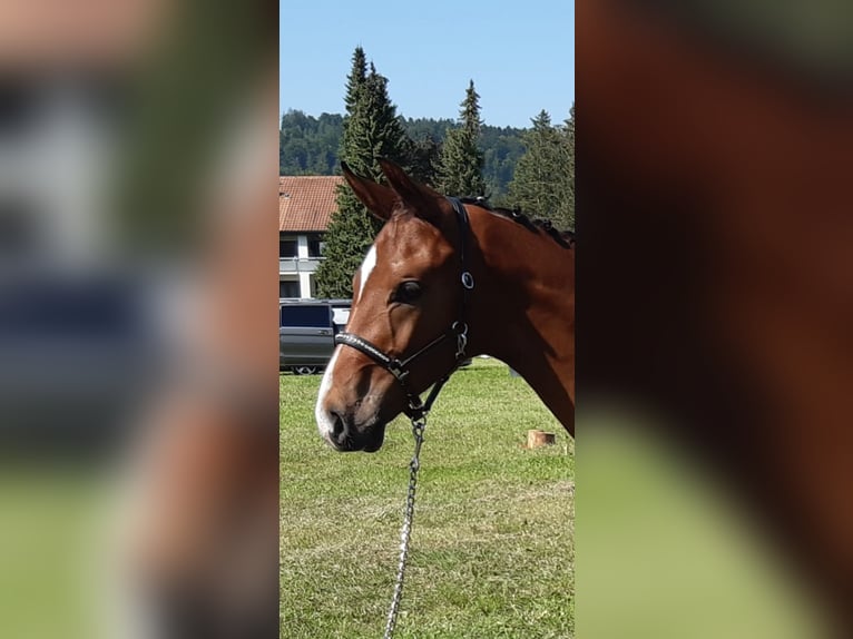 Oldenburg Stallion 1 year Bay-Dark in Schwadernau