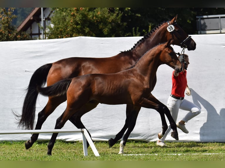 Oldenburg Stallion 1 year Bay-Dark in Schwadernau