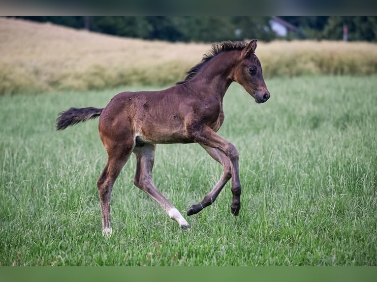 Oldenburg Stallion 1 year Bay-Dark in Affoltern am Albis