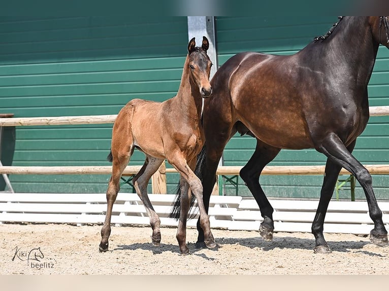 Oldenburg Stallion 1 year Bay-Dark in Wagenfeld