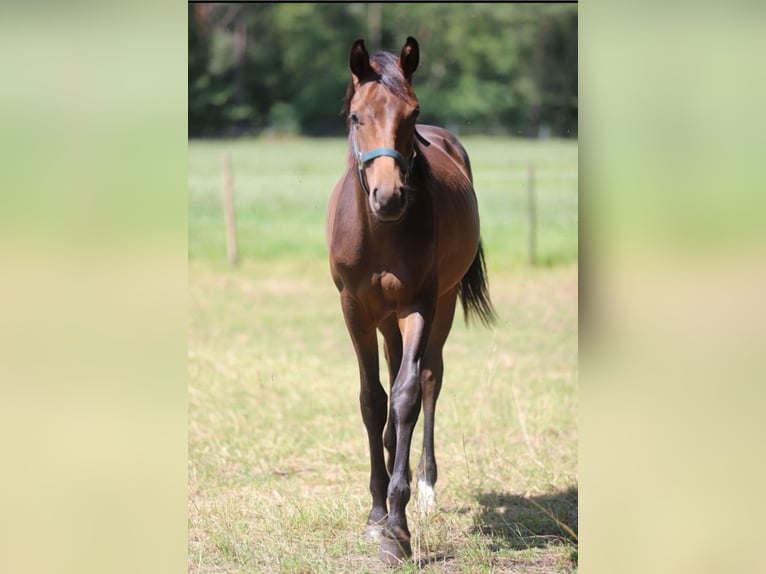 Oldenburg Stallion 1 year Bay-Dark in Neuenkirchen-V&#xF6;rden