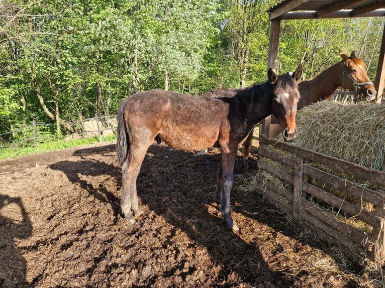 Oldenburg Stallion 1 year Bay-Dark in Sadek