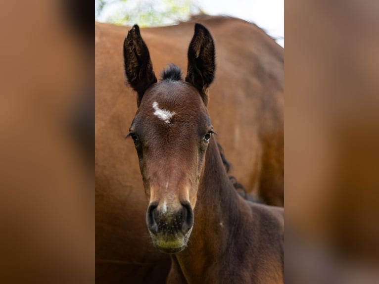 Oldenburg Stallion 1 year Bay-Dark in Sadek