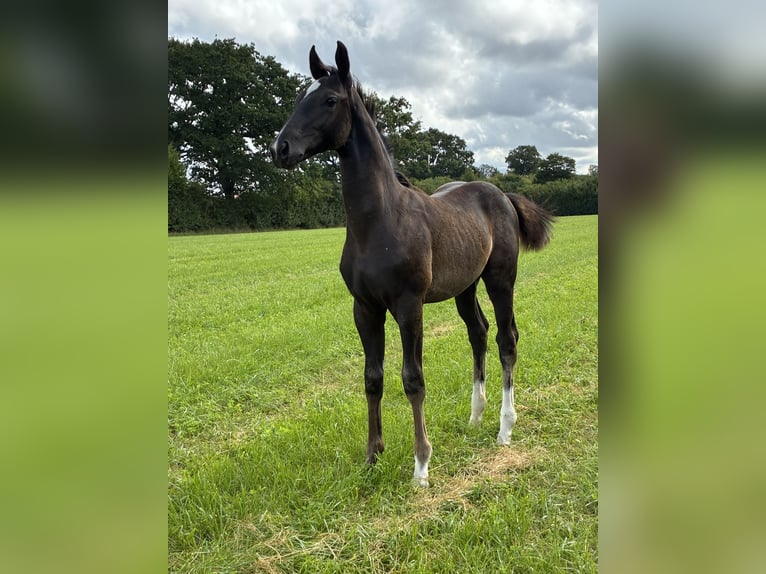 Oldenburg Stallion 1 year Black in Blunk