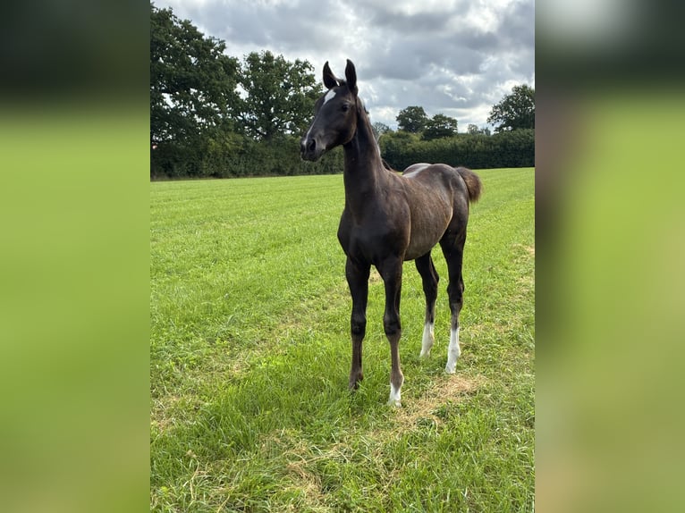Oldenburg Stallion 1 year Black in Blunk