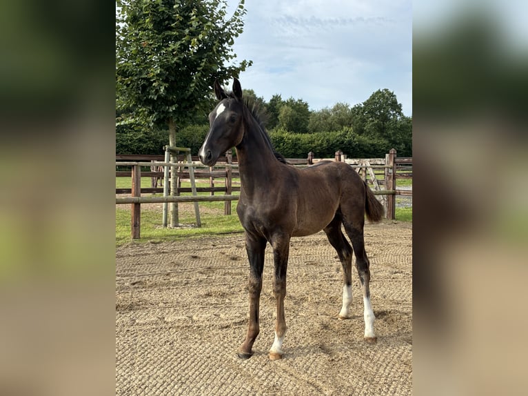 Oldenburg Stallion 1 year Black in Blunk