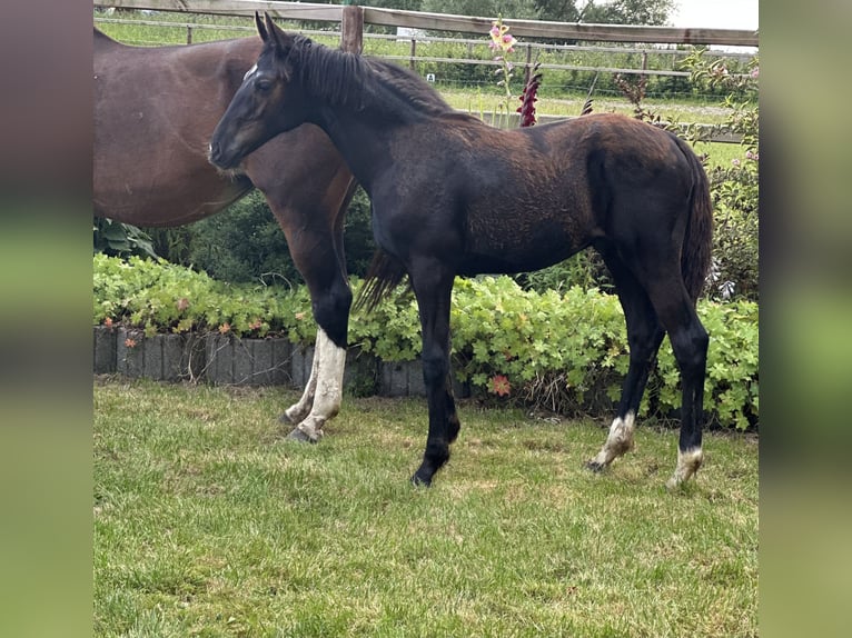 Oldenburg Stallion 1 year Black in Ihlow