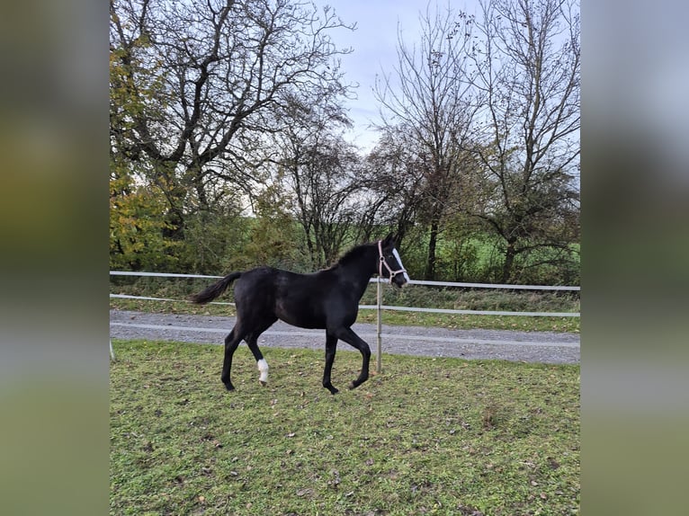 Oldenburg Stallion 1 year Black in Bruchsal