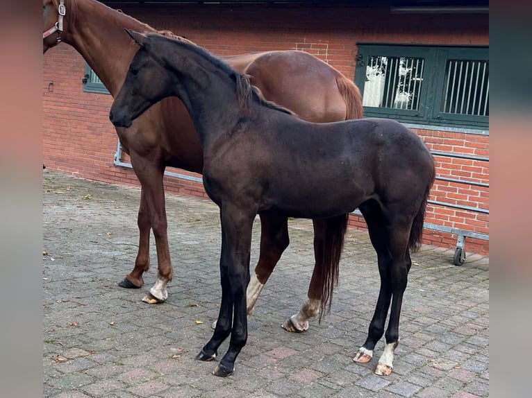 Oldenburg Stallion 1 year Black in Debrecen