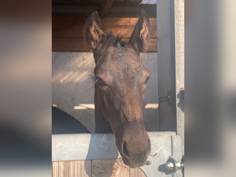 Oldenburg Stallion 1 year Black in Isernhagen