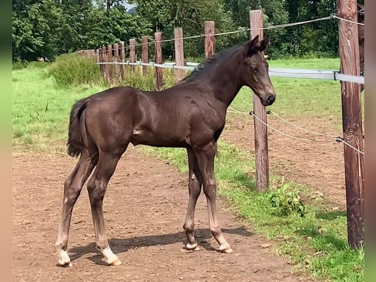 Oldenburg Stallion 1 year Black in Isernhagen